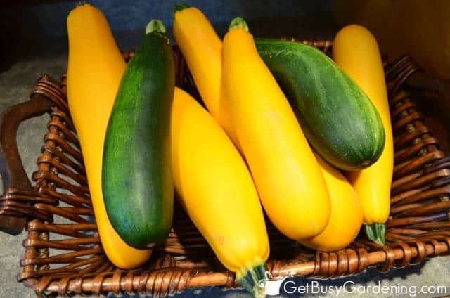Freshly Harvested Zucchini From The Garden