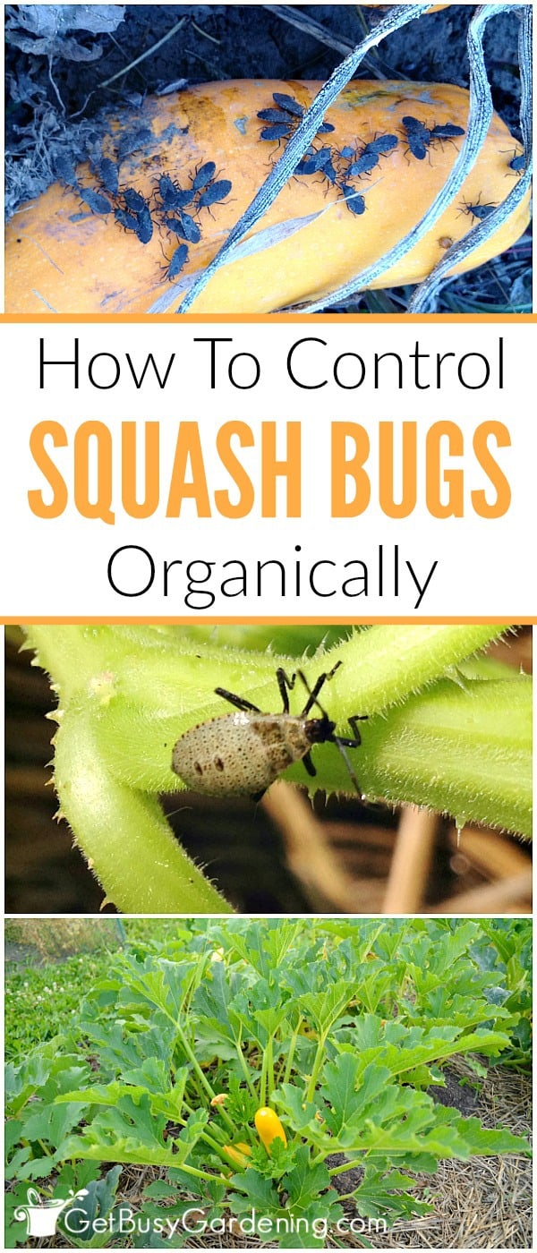 How To Control Squash Bugs Organically - Get Busy Gardening