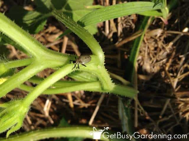 Juvenile squash bug crawling on a zucchini plant