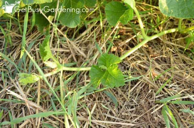 Squash Vine Growing Along The Ground
