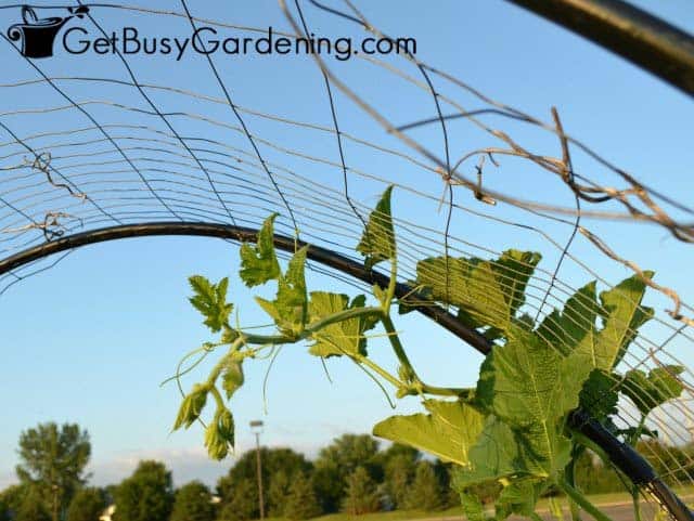 Squash Vine Hanging Off The Arch