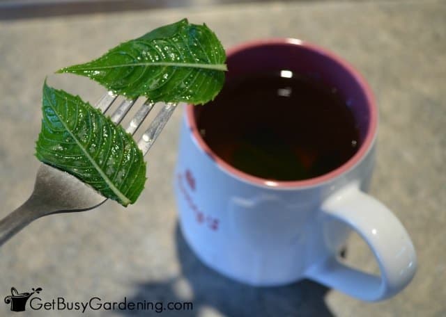 making medicinal herbal tea from bee balm plant