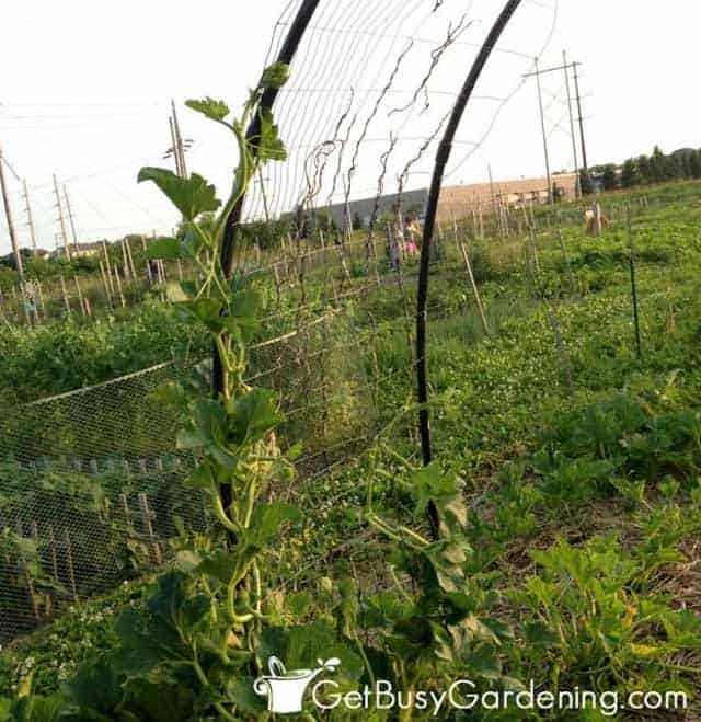 Training Squash Vines To Grow On Garden Arch