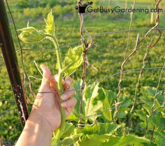 Weave Squash Vine Into The Garden Arch