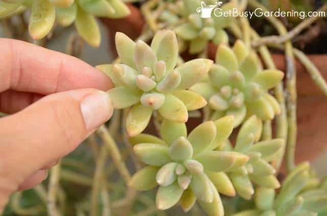 Removing an individual succulent plant leaf