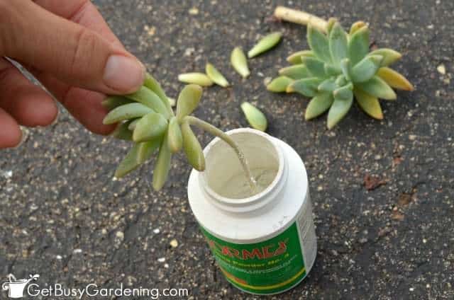 Dusting succulent clippings with rooting hormone