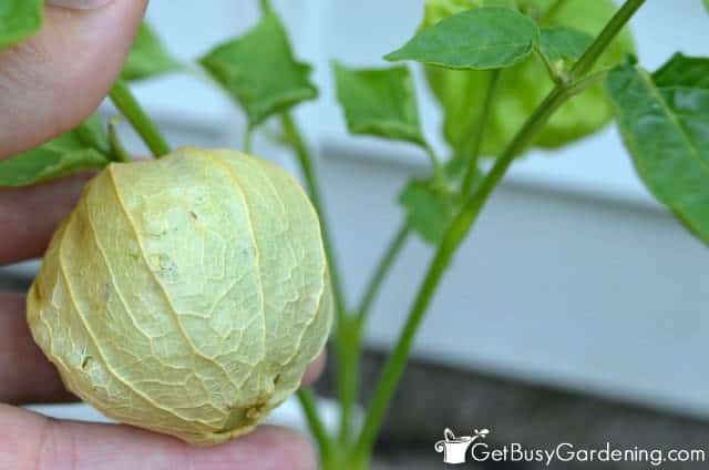 Harvest Tomatillos When Outer Skin Turns Brown