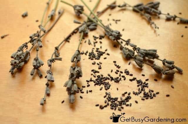 Lavender flower seeds and chaff