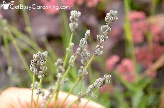 Lavender seed pods