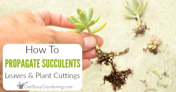 Tutting's Cuttings