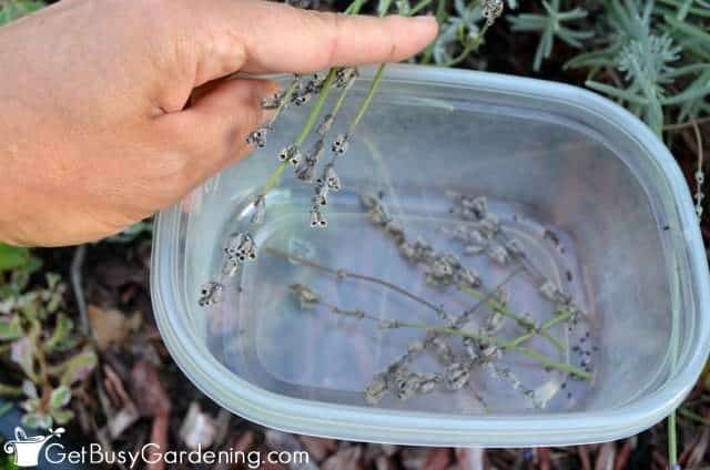 Collecting lavender seeds from my garden