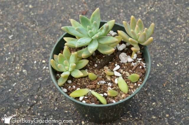 Rooting succulent leaves and stems in a pot
