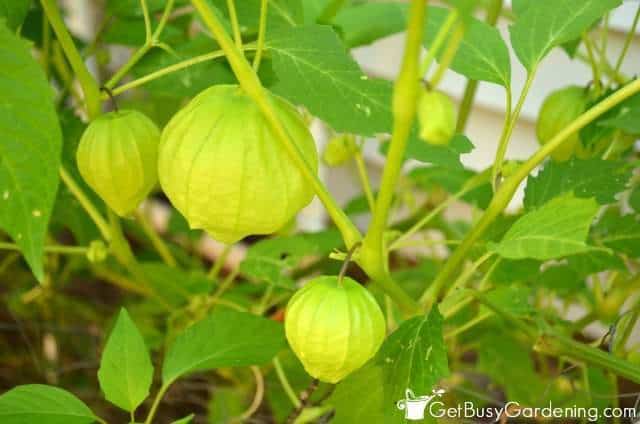 Tomatillos On The Vine
