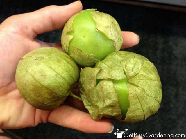 Tomatillos That Are Ready To Harvest