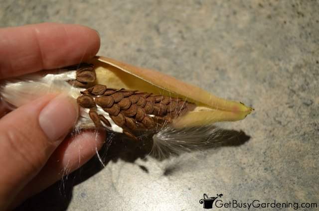 Break open the seed pod to collect butterfly weed seeds