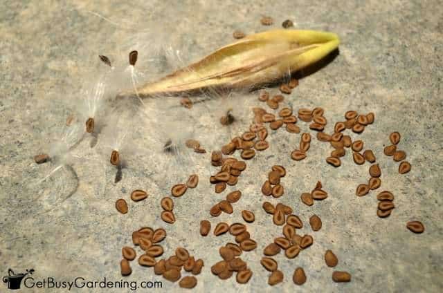 Butterfly weed seeds and chaff