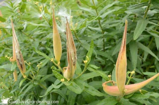 Butterfly weed seeds ready to harvest