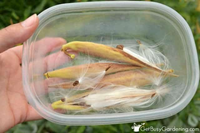 Collecting butterfly weed seed pods in a container