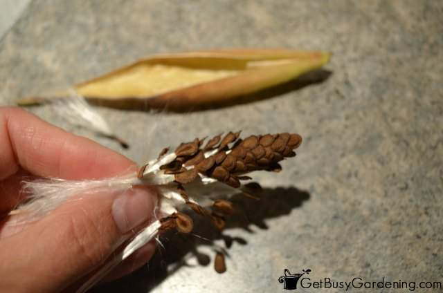 Collecting butterfly weed seeds can be messy