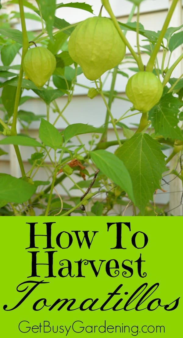 How to Harvest Tomatillos From Your Garden Get Busy Gardening