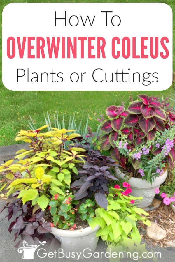 How To Overwinter Coleus Plants Or Cuttings