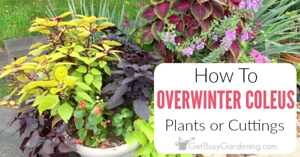 How To Overwinter Coleus Plants Indoors (2 Easy Ways!)