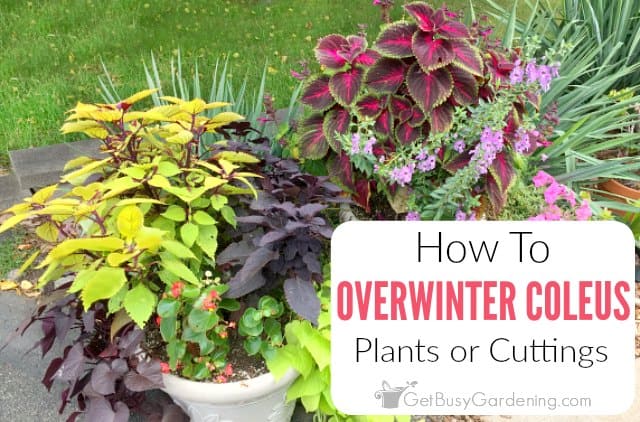 Overwintering Coleus: How To Winter Coleus Indoors