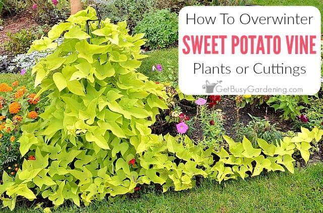 How To Overwinter Sweet Potato Vine Plants Or Cuttings