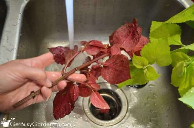 Washing coleus leaves to kill bugs Washing coleus leaves to kill bugs