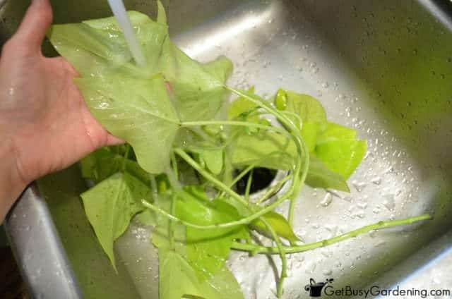 Washing sweet potato vine leaves to remove bugs Washing sweet potato vine leaves to remove bugs