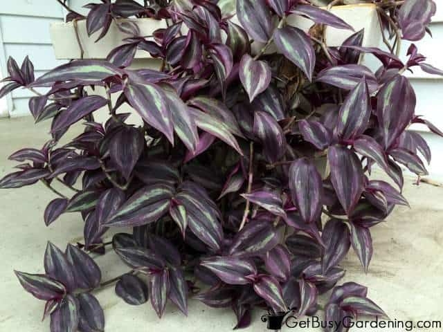 Wandering Jew Houseplant