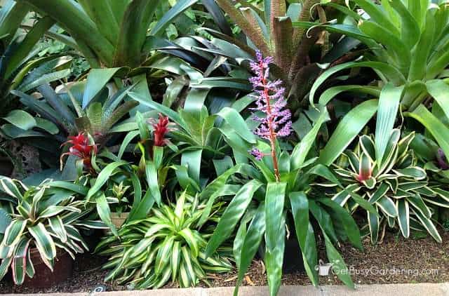 Bromeliad houseplants