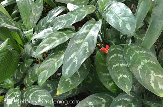 Chinese evergreen indoor plants that need little sunlight