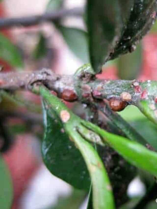 Getting Rid of Scale Insects on Houseplants For Good