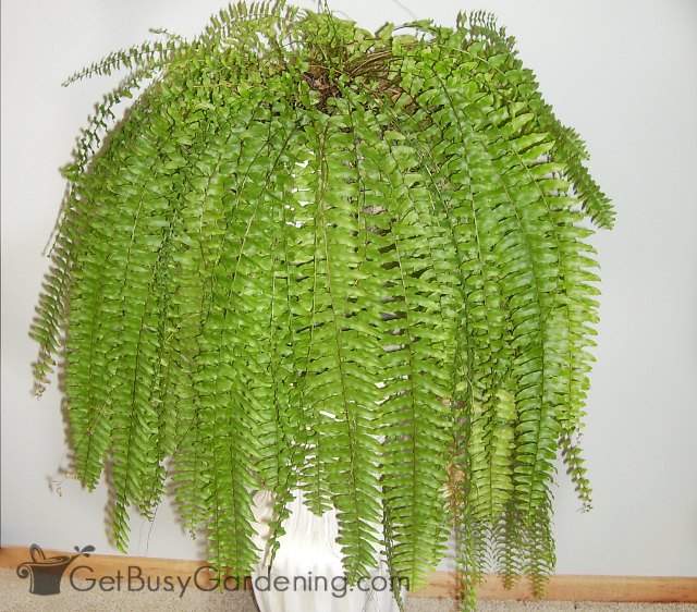 Ferns are great plant that thrive with little light