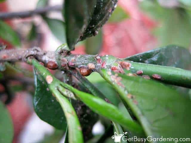 Scale insects on a houseplant