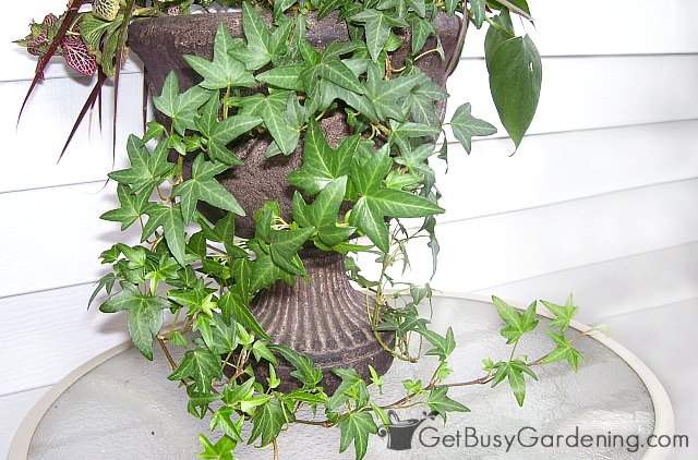 English ivy houseplant.