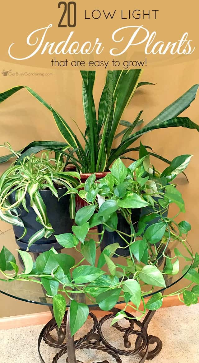  Low  Light  Indoor  Plant  List 20 Houseplants  That Are Easy 