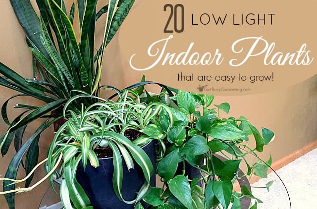 Low Light  Indoor  Plant  List 20 Houseplants That Are Easy 