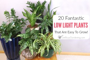 20 Low Light Indoor Plants That Are Easy To Grow Houseplants