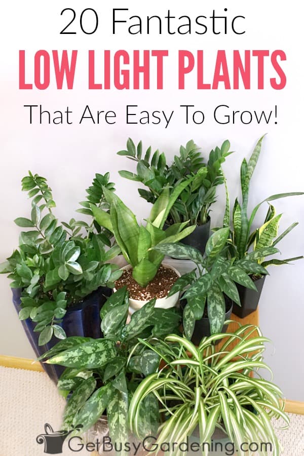 Great Low Light Houseplants