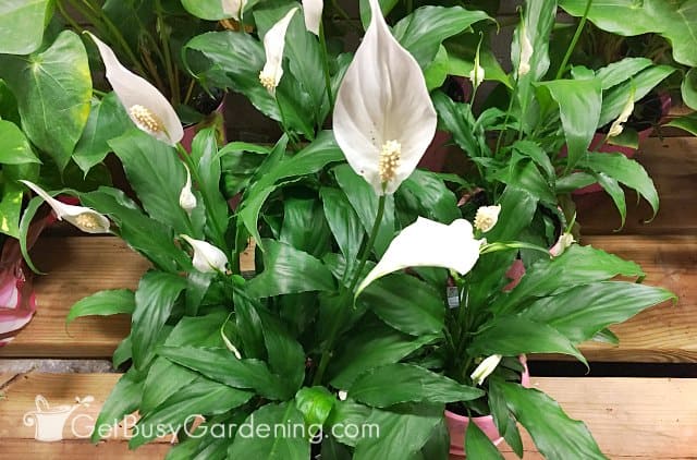 Peace lilies are one of best indoor flowering plants