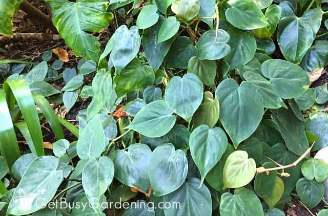 Philodendron is an easy to care for houseplant that requires very little light