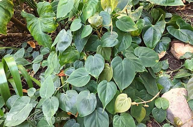 Philodendron indoor plant