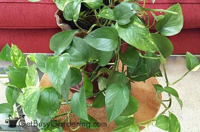 Pothos are one of the best indoor plants that need little sun