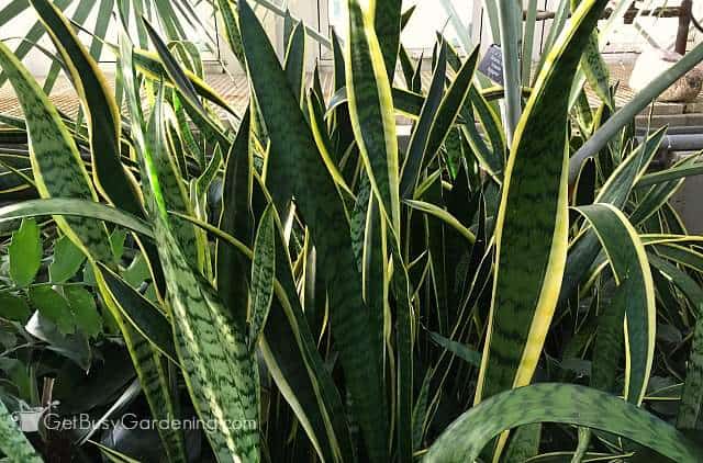 Snake plant