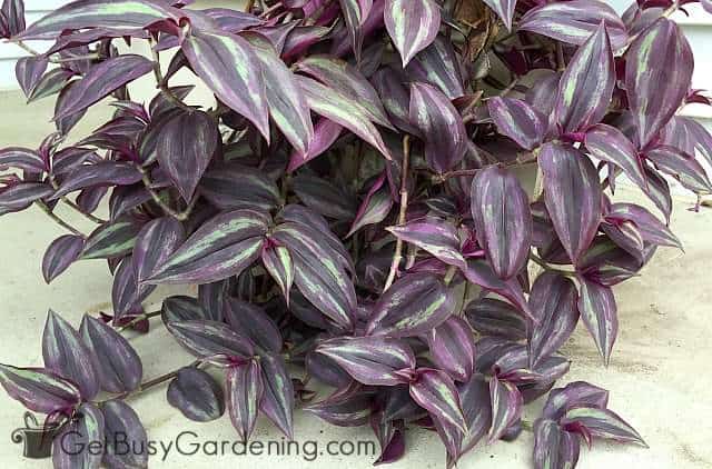 Wandering jew are colorful houseplants