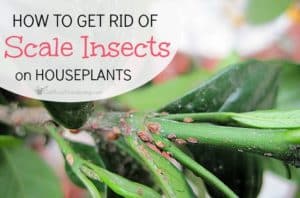 insects houseplant houseplants getbusygardening sometimes pests