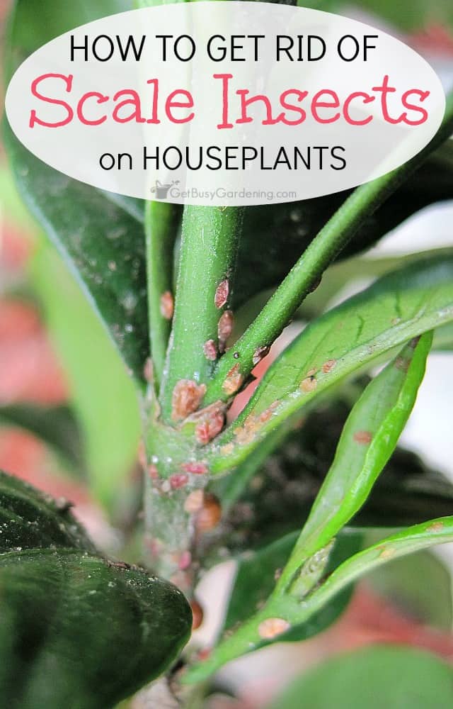 Eradicate Scale Infestations: Expert Tips for Plant Health - Plant ...