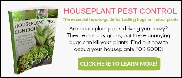 How to Get Rid of Houseplant Gnats - Leo's Pest Control - Pest